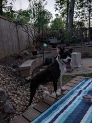 Reunited Female Dog last seen Old landing way burke va 22015, Burke Centre, VA 22015