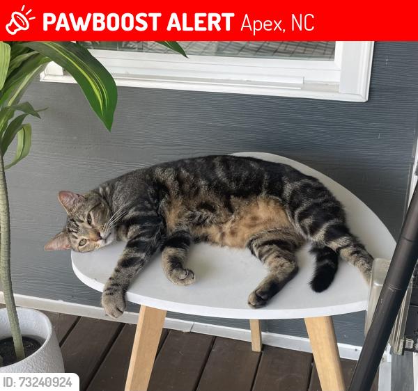 Lost Male Cat last seen Near soaring silo way, apex, NC, Apex, NC 27502