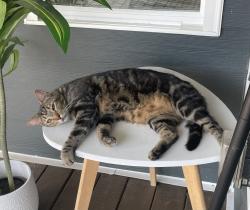 Lost Male Cat last seen Near soaring silo way, apex, NC, Apex, NC 27502