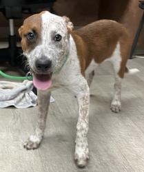 Shelter Stray Male Dog last seen Near 51st Street, San Diego, CA, 92105, 5500 Gaines St, San Diego, CA 92110, USA