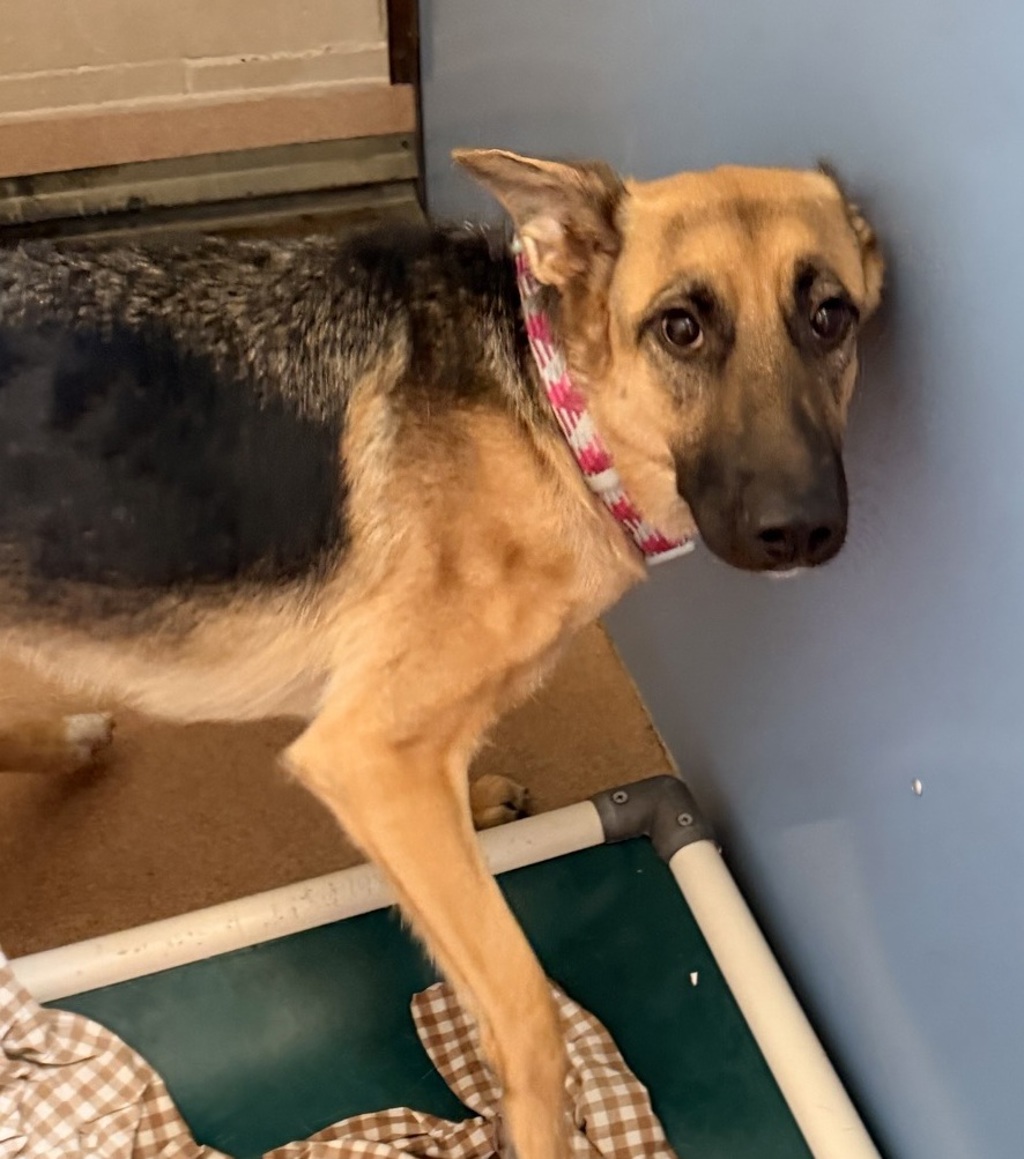 Shelter Stray Female Dog last seen San Diego, CA, 92109, 5500 Gaines St, San Diego, CA 92110, USA