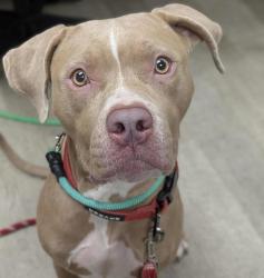 Shelter Stray Female Dog last seen Near Imperial Avenue, San Diego, CA, 92114, 5500 Gaines St, San Diego, CA 92110, USA