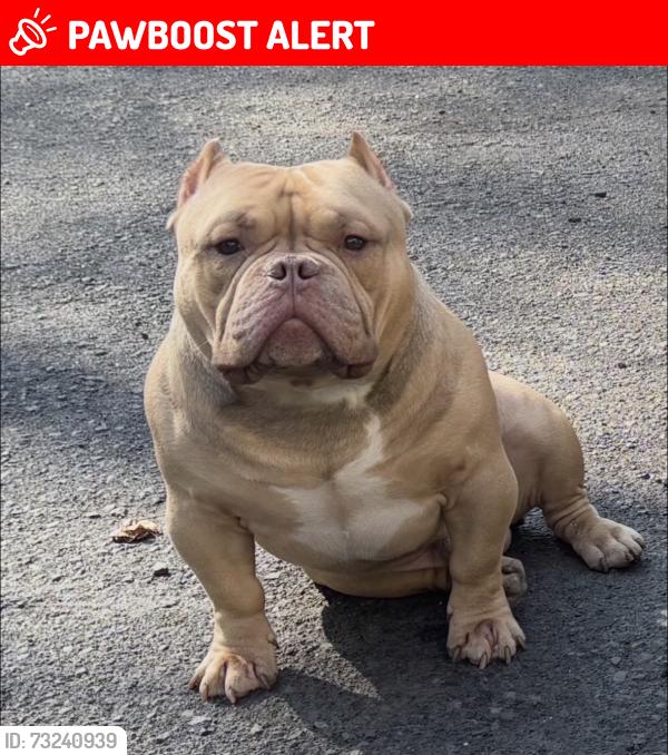 Lost Male Dog last seen Gilbert road, mill road, Abington Township, PA 19046