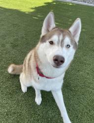 Shelter Stray Female Dog last seen Felton Street, San Diego, CA, 92116, 5500 Gaines St, San Diego, CA 92110, USA
