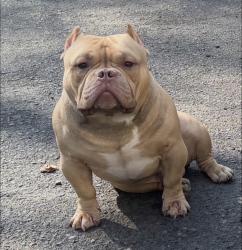 Lost Male Dog last seen Gilbert road, mill road, Abington Township, PA 19046