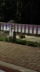 Found/Stray Unknown Cat last seen Near Pembroke Road Cobblestone Exit, Pembroke Pines, FL 33027