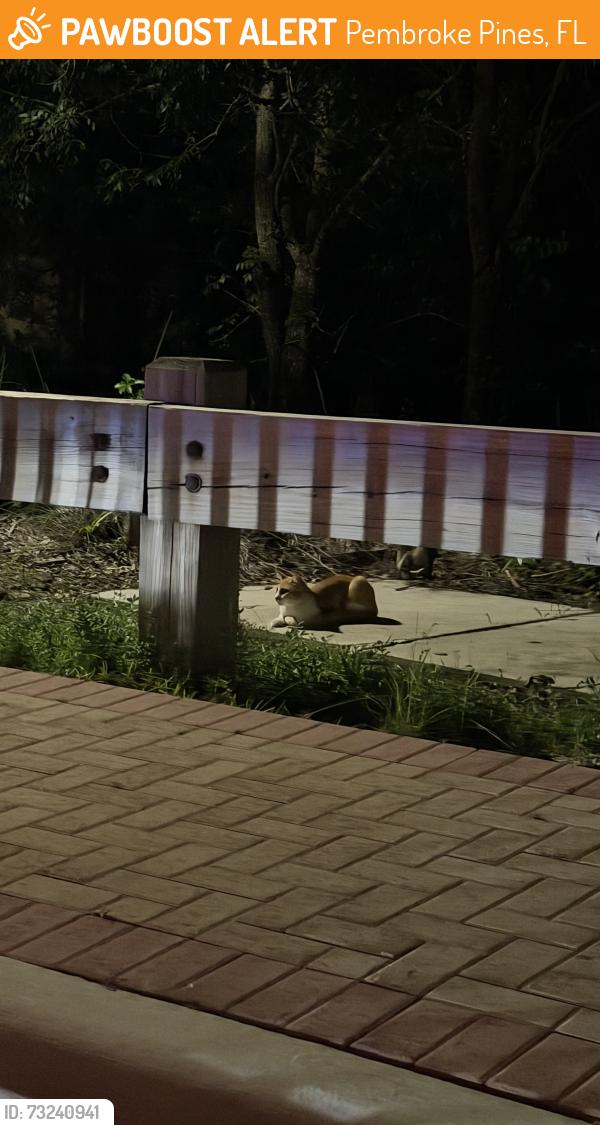 Found/Stray Unknown Cat last seen Near Pembroke Road Cobblestone Exit, Pembroke Pines, FL 33027