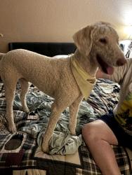Reunited Male Dog last seen Canyon Creek neighborhood, Conroe, TX 77304