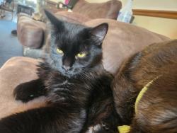 Reunited Male Cat last seen Travis ranch hoa, Forney, TX 75126