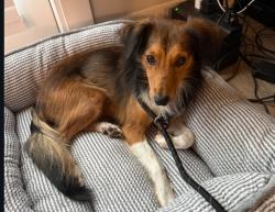 Reunited Male Dog last seen Near Lawnmeadow , Richardson, TX 75080, Richardson, TX 75080