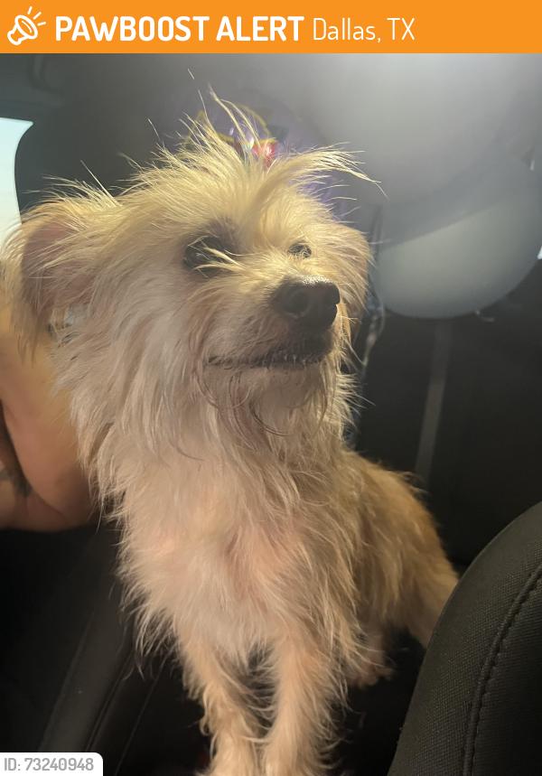 Found/Stray Female Dog last seen Westmoreland an investor Drive, Dallas, TX 75237