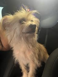 Found/Stray Female Dog last seen Westmoreland an investor Drive, Dallas, TX 75237
