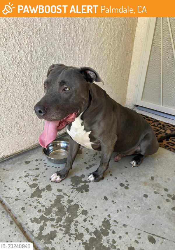 Found/Stray Male Dog last seen Rancho Vista Blvd-Town Center Drive Area, Palmdale, CA 93550