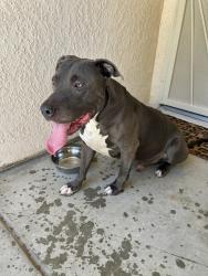 Found/Stray Male Dog last seen Rancho Vista Blvd-Town Center Drive Area, Palmdale, CA 93550