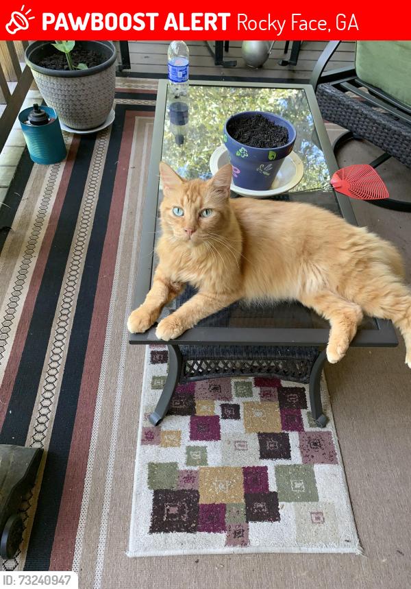 Lost Male Cat last seen Old Babb Rd, Rocky Face, GA 30740