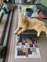 Lost Male Cat last seen Old Babb Rd, Rocky Face, GA 30740
