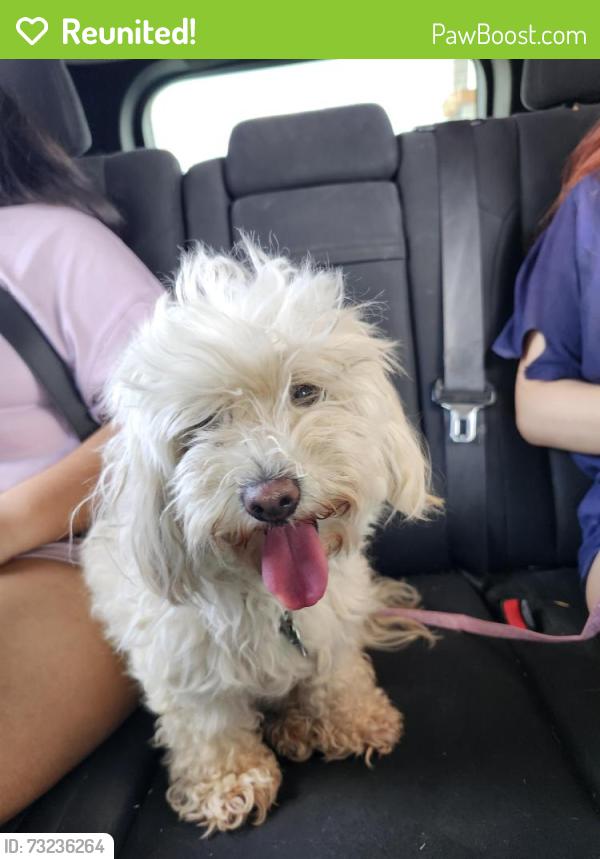 Reunited Female Dog last seen 14th st and Marshall Ln, Grand Prairie, TX 75050