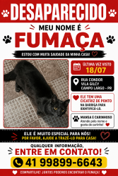 Lost Male Cat last seen Rua Condor, 4 campo largo vila dea, Vila Dea, PR 83609-040