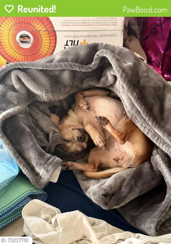 Reunited Female Dog last seen Near Witmer St, Los Angeles, CA 90026, USA, Los Angeles, CA 90026