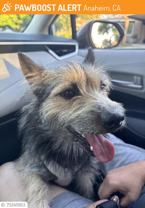 Found/Stray Male Dog last seen Euclid and Romneya, Anaheim, CA 92801