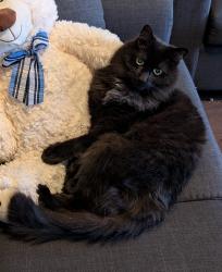 Lost Male Cat last seen Covington crescent, Kitchener, ON N2N 2W5