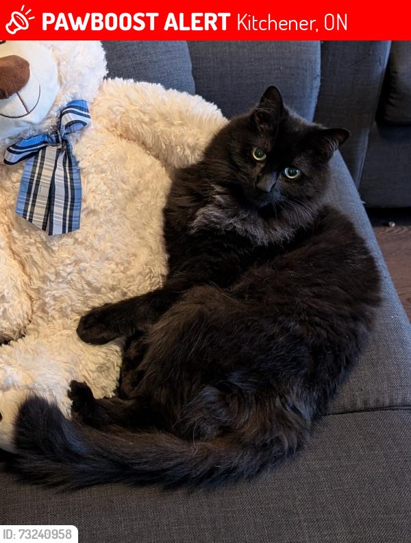 Lost Male Cat last seen Covington crescent, Kitchener, ON N2N 2W5