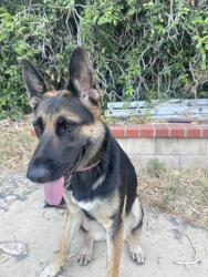 Reunited Female Dog last seen Near College and Painter, Whittier, CA 90602