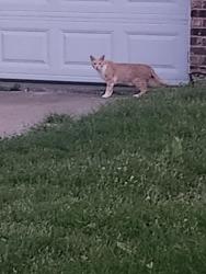 Found/Stray Unknown Cat last seen Wizards Coffee, Allouez, WI 54301