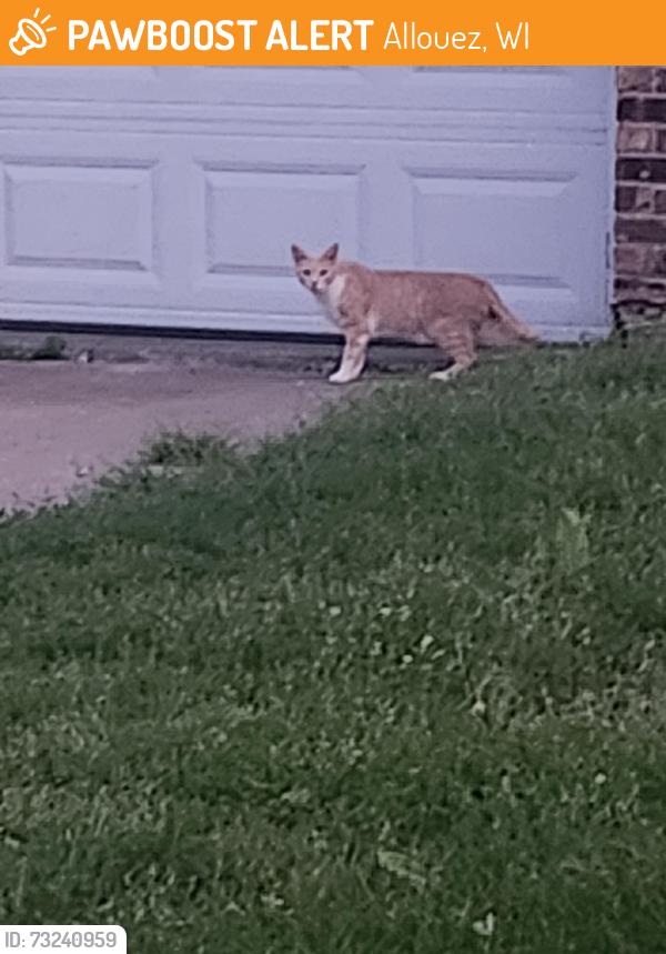 Found/Stray Unknown Cat last seen Wizards Coffee, Allouez, WI 54301