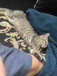 Reunited Female Cat last seen Gardella Park, White Plains, NY 10603