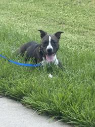 Found/Stray Female Dog last seen lakemont bend lane / 1993, Fort Bend County, TX 77407