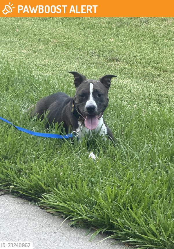 Found/Stray Female Dog last seen lakemont bend lane / 1993, Fort Bend County, TX 77407