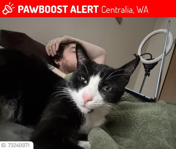 Lost Male Cat last seen Near, Centralia, WA 98531