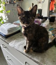 Lost Female Cat last seen Tera Vista Subdivision, Evansville, IN 47715