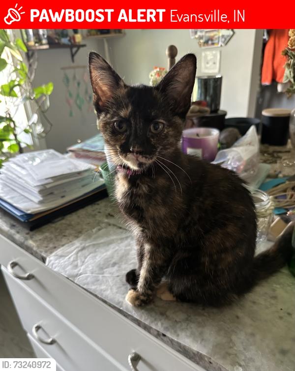 Lost Female Cat last seen Tera Vista Subdivision, Evansville, IN 47715