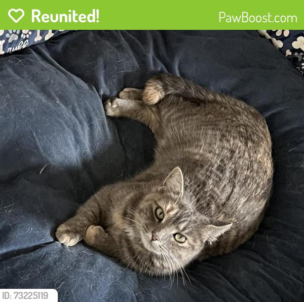 Reunited Female Cat last seen Hillcrest Dr at Pine Lake, Harrison, TN 37341