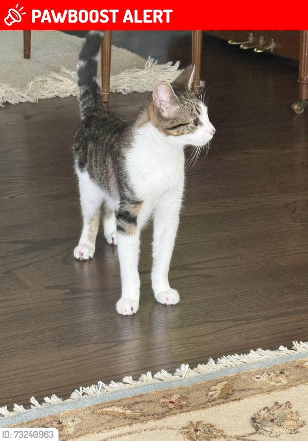 Lost Male Cat last seen Forest Rd and Wyoming Ave, South Orange Village, NJ 07079