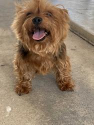 Found/Stray Female Dog last seen Highland ave san bernardino Ca, San Bernardino, CA 92405