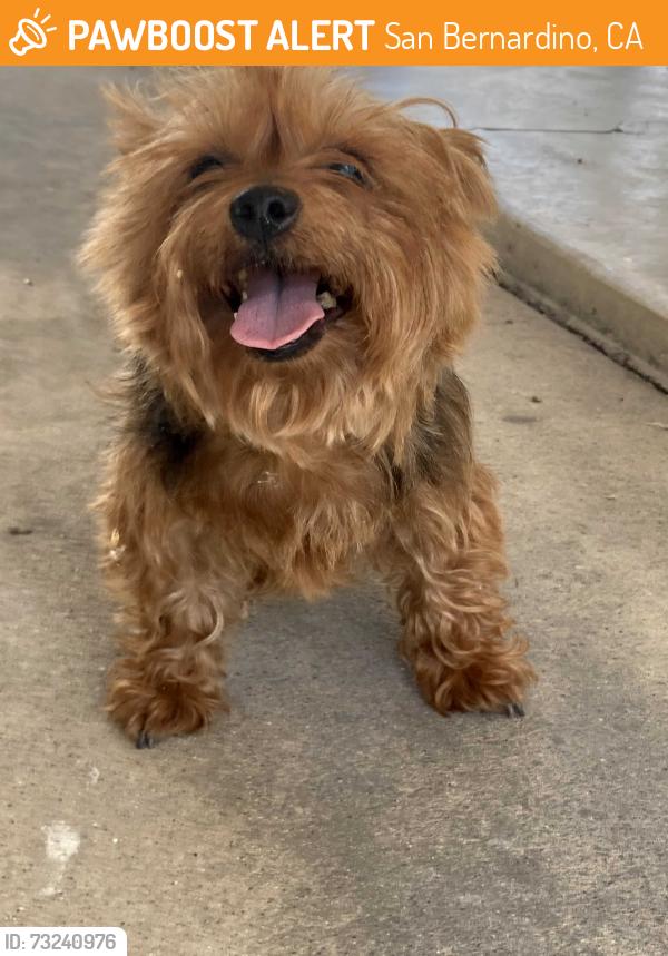 Found/Stray Female Dog last seen Highland ave san bernardino Ca, San Bernardino, CA 92405