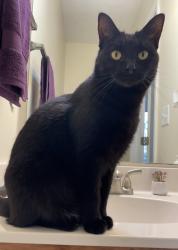 Lost Female Cat last seen Brannan road, McDonough, GA 30253