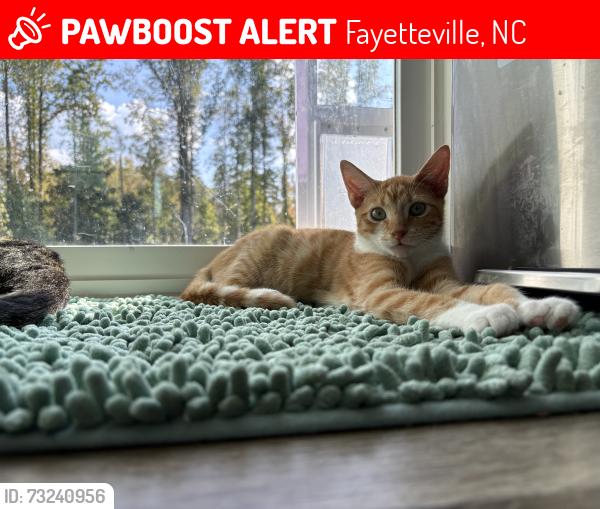 Lost Male Cat last seen Crain St, Fayetteville, NC 28306