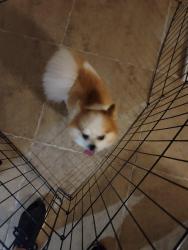 Reunited Male Dog last seen Lakeshore Drive, Little Elm, TX 75068