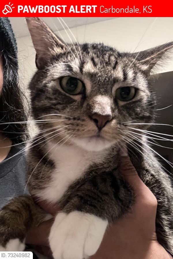Lost Male Cat last seen Mineral Springs RV Park, Carbondale, KS 66414