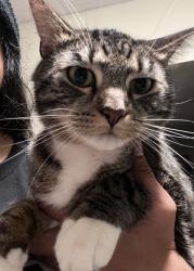 Lost Male Cat last seen Mineral Springs RV Park, Carbondale, KS 66414