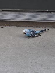 Found/Stray Unknown Bird last seen Cory Elementary, Denver, CO 80210