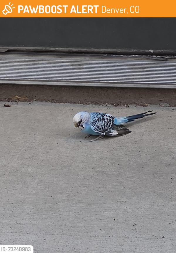 Found/Stray Unknown Bird last seen Cory Elementary, Denver, CO 80210