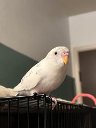 Lost Male Bird last seen Near Castro St Mountain View CA, Mountain View, CA 94040