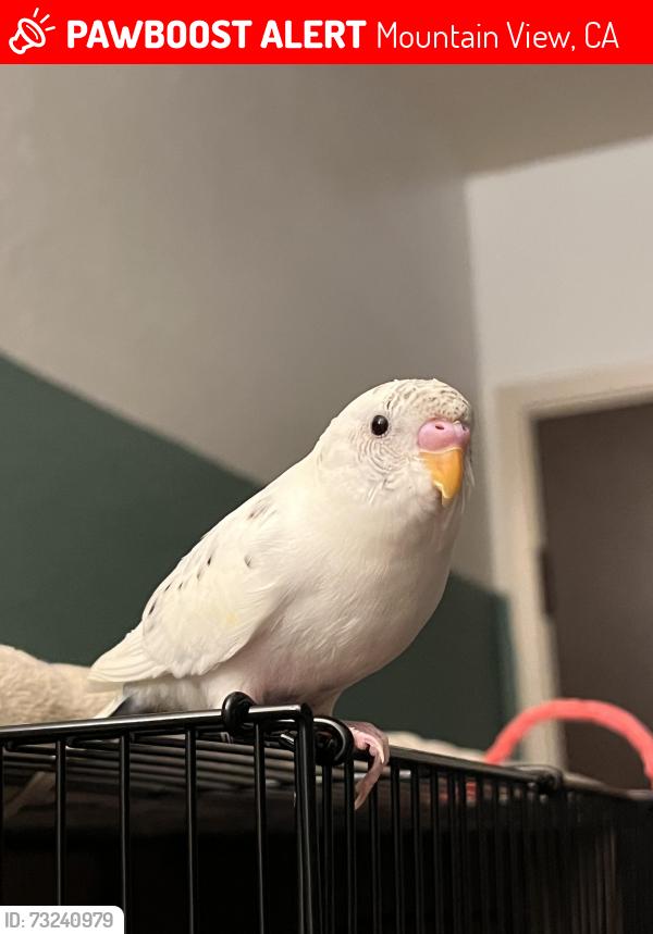 Lost Male Bird last seen Near Castro St Mountain View CA, Mountain View, CA 94040