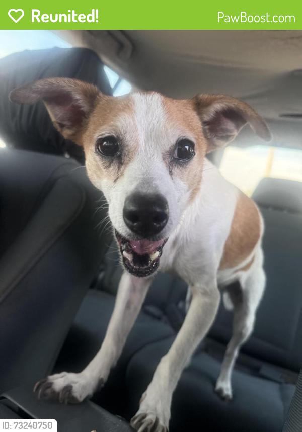 Reunited Female Dog last seen Found in front of the Chicken Place on Rufe Snow, Fort Worth, TX 76148