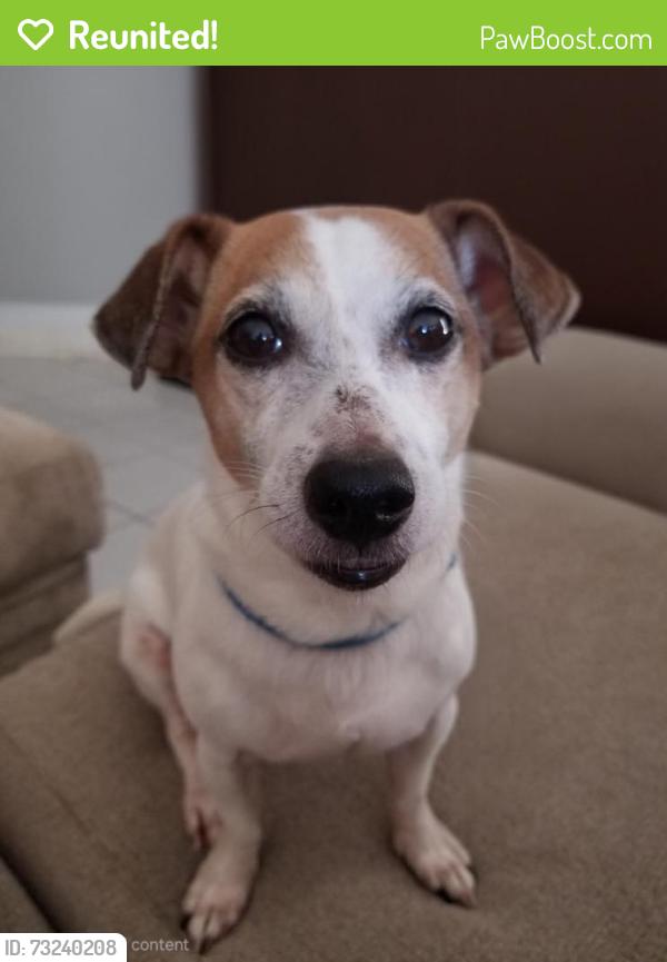 Reunited Male Dog last seen Alice drive wesley chaoel fl, Wesley Chapel, FL 33543